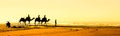 Camels on Beach by Essaouira in Morocco