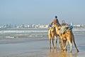 Camels by the beach of Essauira in Morocco