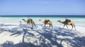 Camels at the beach in Kenia