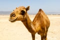 Camels at the beach of Salalah, Dhofar, Oman