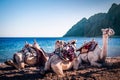 Camels on the beach three Pools Dahab