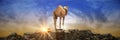 Camels on a beautiful sunset. 3d rendering