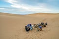 Camels and Bedouins resting on the dunes of Sahara Desert, Africa