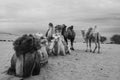 The camels brigade resting in the Gobi desert of Inner Mongolia, China Royalty Free Stock Photo