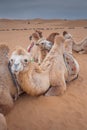 The camels brigade resting in the Gobi desert of Inner Mongolia, China Royalty Free Stock Photo