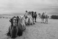 The camels brigade resting in the Gobi desert of Inner Mongolia, China Royalty Free Stock Photo