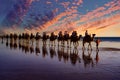 Camels on Broome Beach Royalty Free Stock Photo