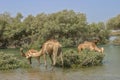 Camels Browsing in a Mangrove