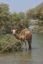 Camels Browsing in a Mangrove