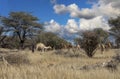 camels in the bush Royalty Free Stock Photo