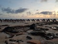 Camels Cable Beach Broome Western Australia at sunset