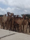 Camels camel drove
