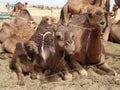 Camels