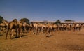 Camels in the camel market in Hargeisa, Somalia Royalty Free Stock Photo