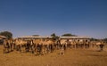 Camels in the camel market in Hargeisa, Somalia Royalty Free Stock Photo