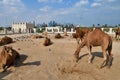 Camels in Camel Souq, Waqif Souq in Doha, Qatar Royalty Free Stock Photo