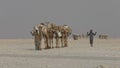 Camels caravan carrying salt in Africa`s Danakil Desert, Ethiopia