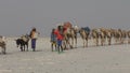 Camels caravan carrying salt in Africa`s Danakil Desert, Ethiopia