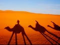 Camels caravan in moroccon desert