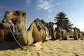 Camels