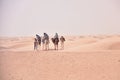 Camels caravan going in sahara desert in Tunisia, Africa. Tourists ride the camel safari. Camel caravan going through the sand Royalty Free Stock Photo