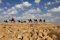 Camels caravan in the Negev desert, En Avdat National Park