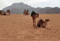 camels of a caravan of nomads and tourists resting on the desert sand