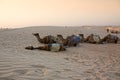 Camels caravan in the Sahara desert.