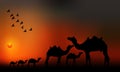 Camels Caravan Silhouette at Sunset