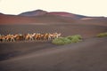 Camels caravan walking on Lanzarote island