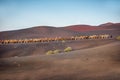 Camels caravan walking on Lanzarote island