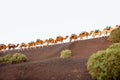 Camels caravan walking on Lanzarote island