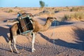 Camels carrying a bedouin tent in the desert