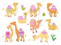 Camels characters cartoon set. Desert animals, funny camel with carpet and saddle. Arabian animal, children cute nowaday