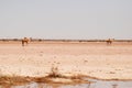 Camels in Cholistan desert Royalty Free Stock Photo