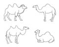 Camels in contours - vector illustration