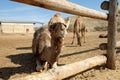 Camels in a corral on a camel farm