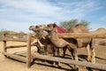 Camels in a corral on a camel farm