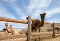 Camels in a corral on a camel farm