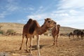 Camels in a corral on a camel farm