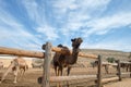 Camels in a corral on a camel farm