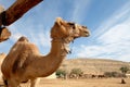 Camels in a corral on a camel farm