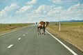 Camels cross the highway Royalty Free Stock Photo