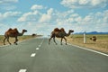 Camels cross the highway Royalty Free Stock Photo