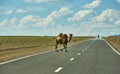Camels cross the highway Royalty Free Stock Photo