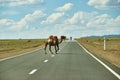 Camels cross the highway Royalty Free Stock Photo