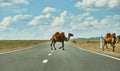 Camels cross the highway Royalty Free Stock Photo