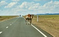 Camels cross the highway Royalty Free Stock Photo