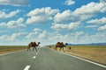 Camels cross the highway Royalty Free Stock Photo