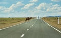 Camels cross the highway Royalty Free Stock Photo